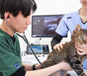 猫伝染性腹膜炎（FIP）